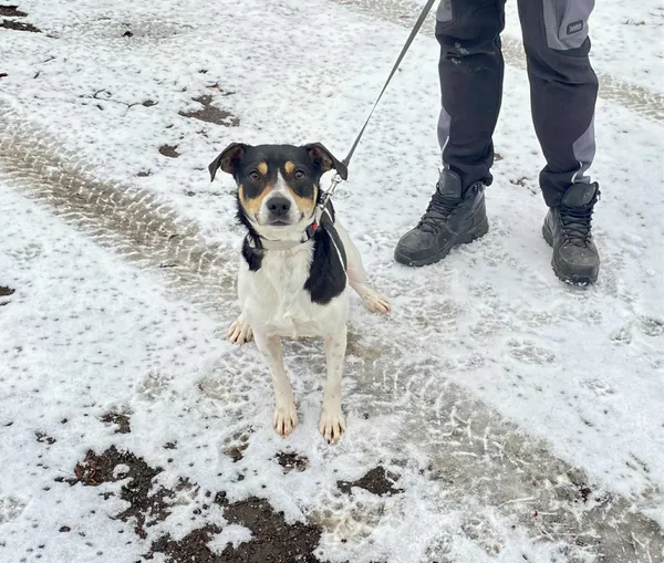 Pies do adopcji, Platerówka, 2 lutego 2026 (4/4)