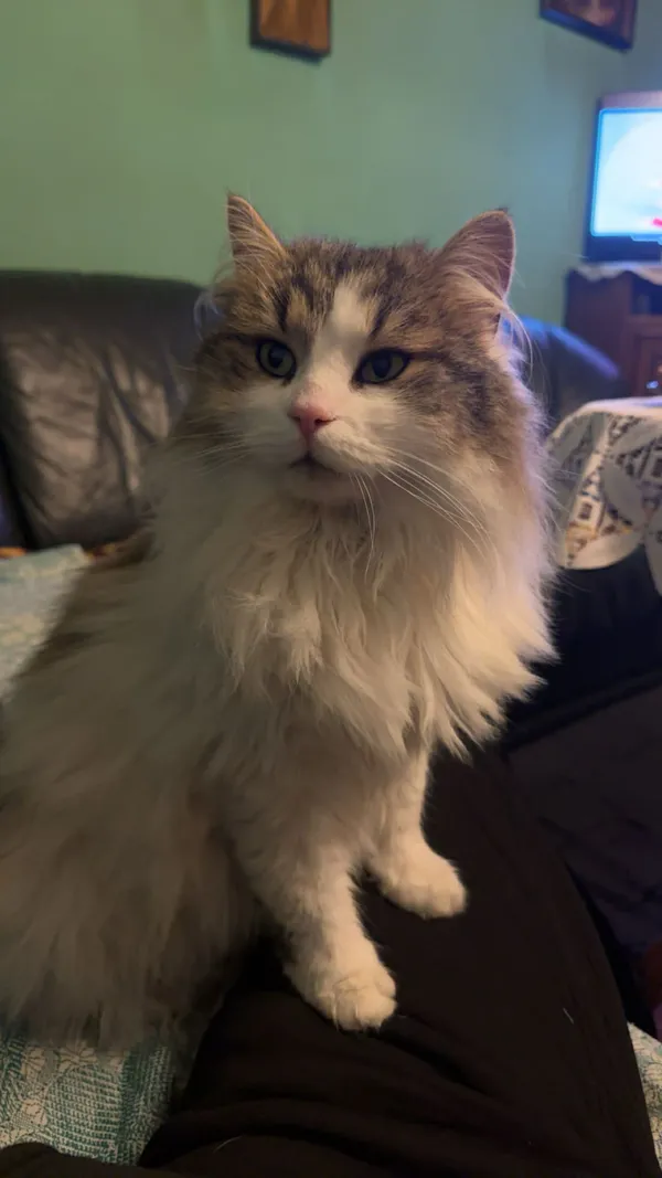 Zaginął kot, Latoszyn, 2 lutego 2026 (1/3)