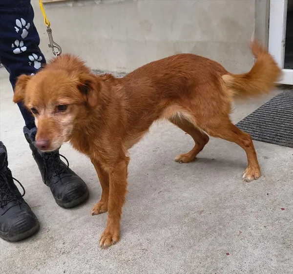 Pies do adopcji, Racibórz, 29 stycznia 2026