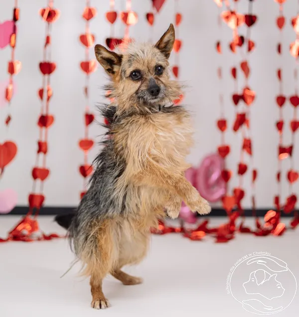 Pies do adopcji, Chełmek, 9 stycznia 2026