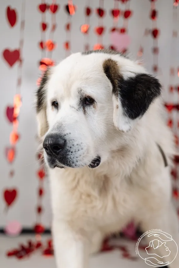 Pies do adopcji, Chełmek, 10 października 2025