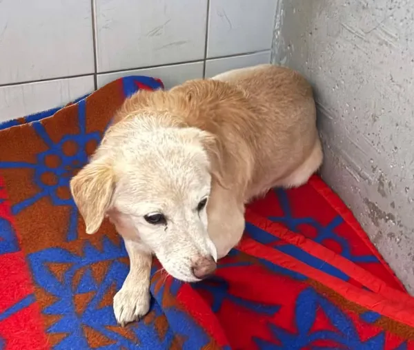 Znaleziono psa, Lublin, 31 stycznia 2026