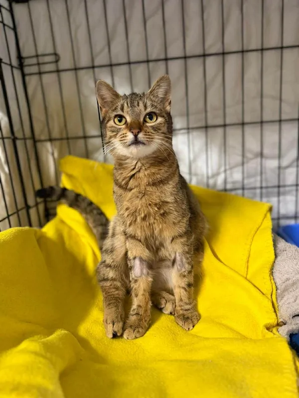 Kot do adopcji, Głowno, 2 lutego 2026 (1/5)