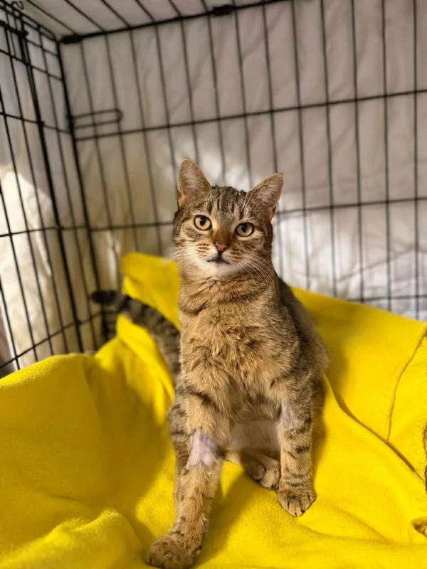 Kot do adopcji, Głowno, 2 lutego 2026 (2/5)