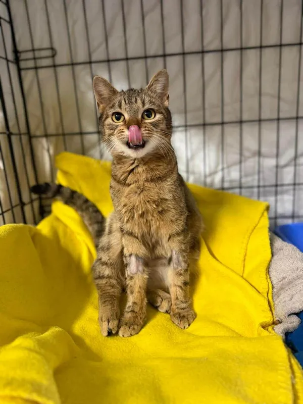 Kot do adopcji, Głowno, 2 lutego 2026 (3/5)