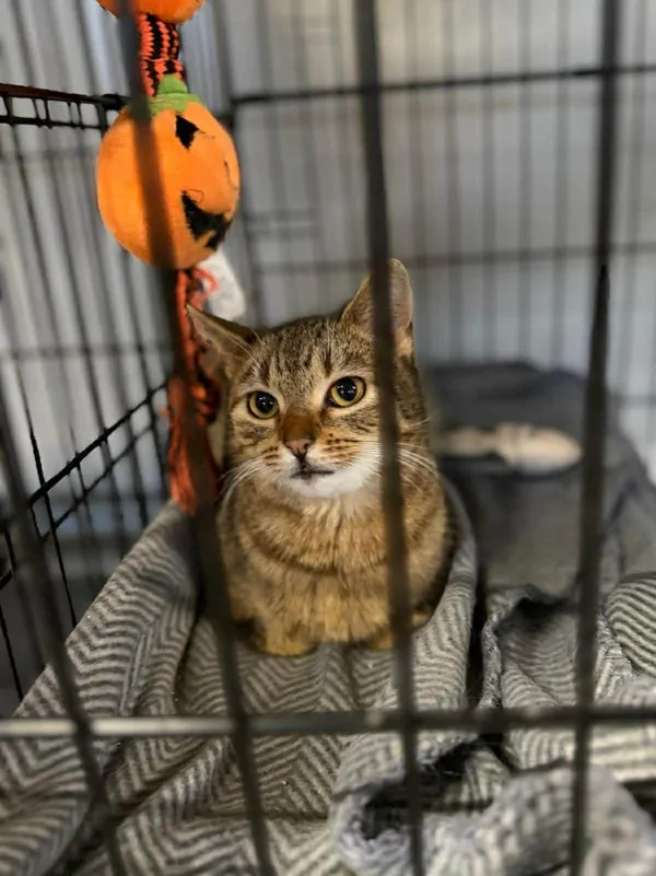 Kot do adopcji, Głowno, 2 lutego 2026 (5/5)