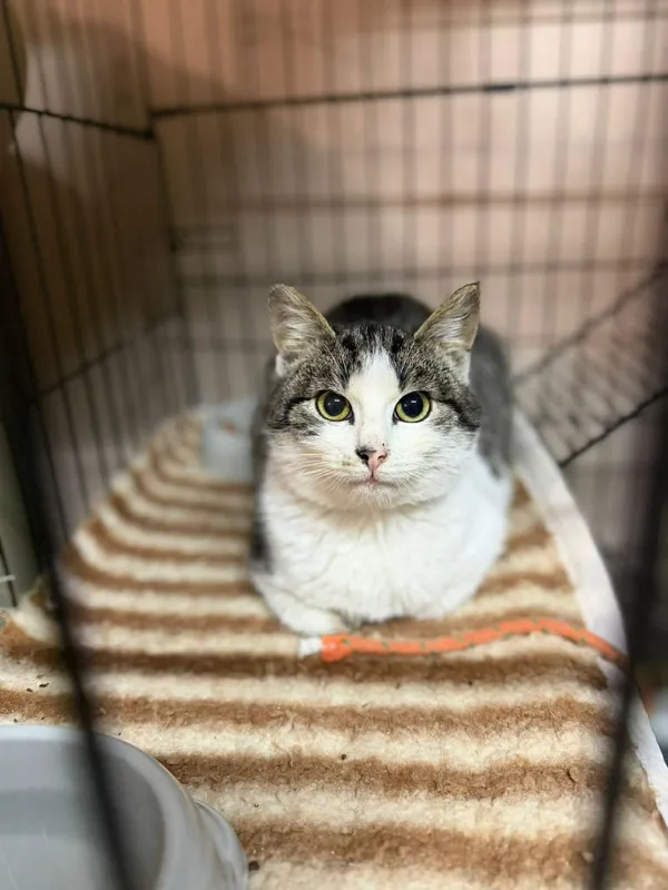 Kot do adopcji, Głowno, 2 lutego 2026 (1/5)