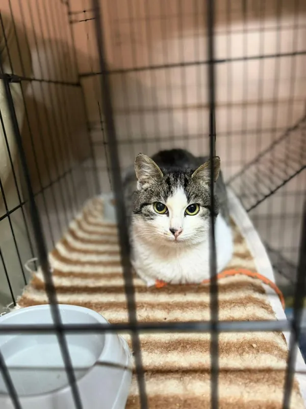 Kot do adopcji, Głowno, 2 lutego 2026 (2/5)