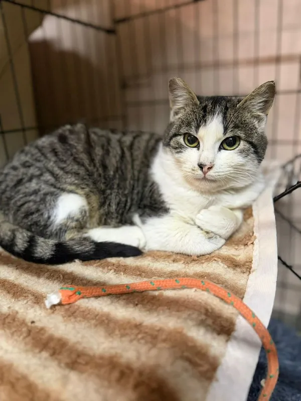 Kot do adopcji, Głowno, 2 lutego 2026 (5/5)