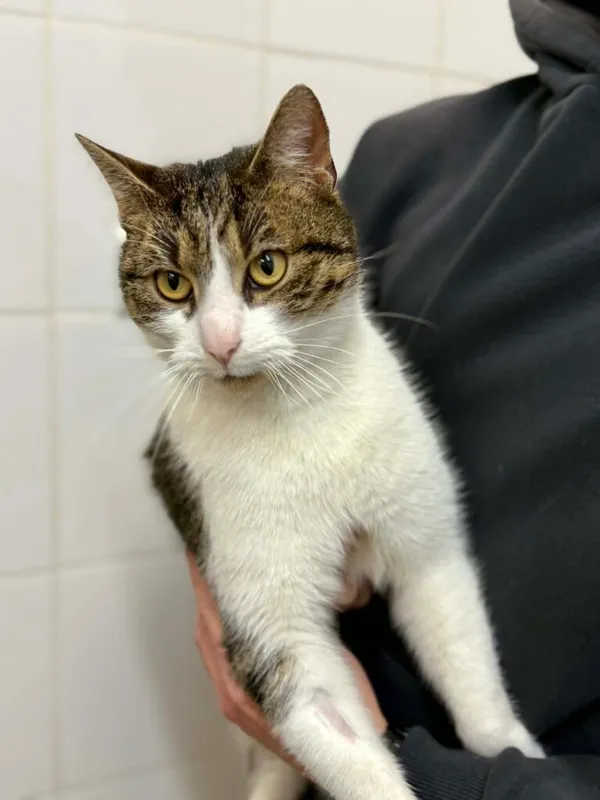 Kot do adopcji, Jelenia Góra, 12 stycznia 2026 (1/4)