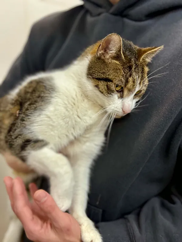 Kot do adopcji, Jelenia Góra, 12 stycznia 2026 (3/4)