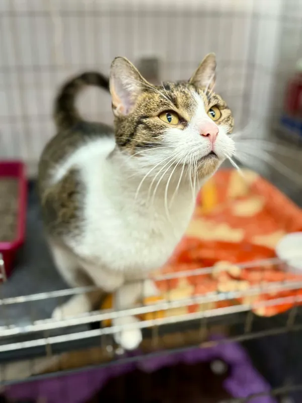 Kot do adopcji, Jelenia Góra, 12 stycznia 2026 (4/4)