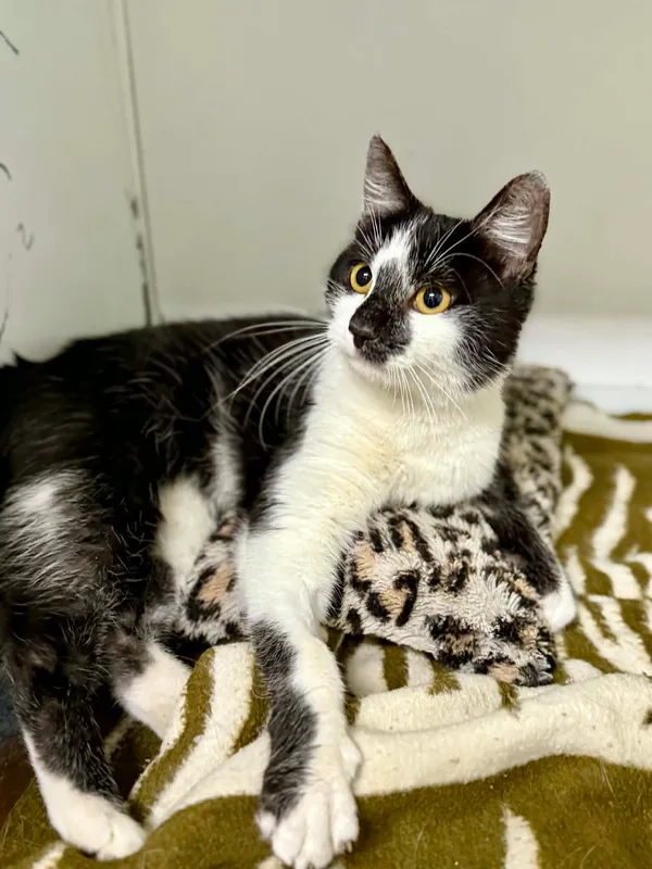 Kot do adopcji, Jelenia Góra, 22 stycznia 2026 (3/5)