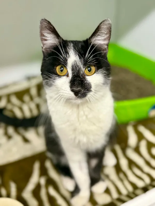 Kot do adopcji, Jelenia Góra, 22 stycznia 2026 (5/5)