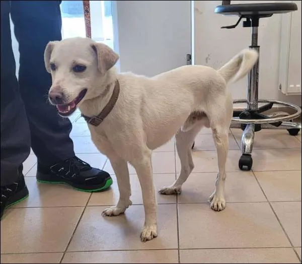 Znaleziono psa, Grudziądz, 2 lutego 2026