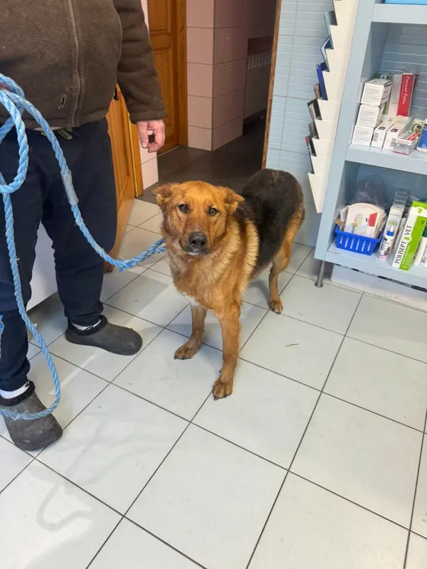 Pies do adopcji, Zgierz, 2 lutego 2026 (1/3)