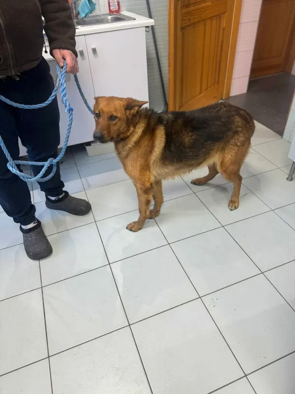 Pies do adopcji, Zgierz, 2 lutego 2026 (2/3)