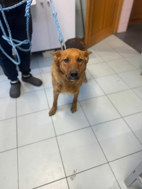 Pies do adopcji, Zgierz, 2 lutego 2026 (3/3)