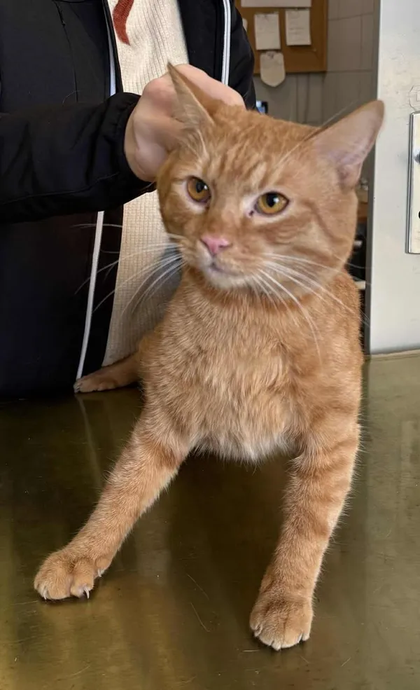 Znaleziono kota, Lublin, 1 lutego 2026