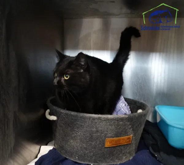 Znaleziono kota, Szczecin, 31 stycznia 2026