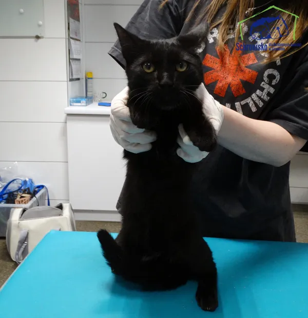 Znaleziono kota, Szczecin, 2 lutego 2026