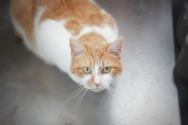 Kot do adopcji, Pionki, 3 lutego 2026 (1/5)