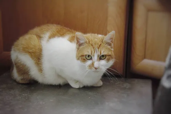 Kot do adopcji, Pionki, 3 lutego 2026 (2/5)