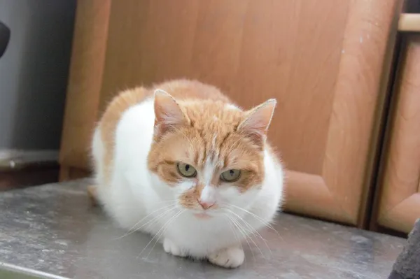 Kot do adopcji, Pionki, 3 lutego 2026 (3/5)