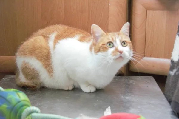 Kot do adopcji, Pionki, 3 lutego 2026 (4/5)