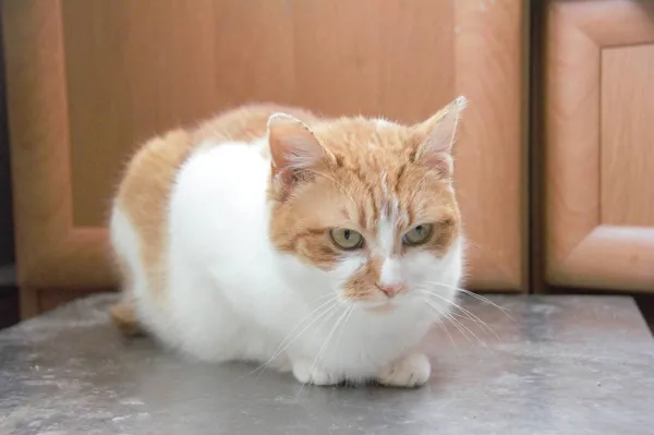 Kot do adopcji, Pionki, 3 lutego 2026 (5/5)