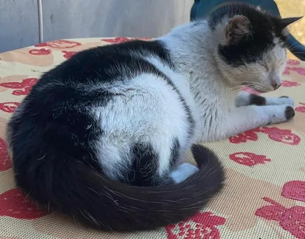 Zaginął kot, Kluczbork, 3 lutego 2026