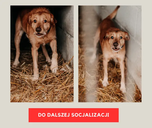 Pies do adopcji, Czartki, 3 lutego 2026