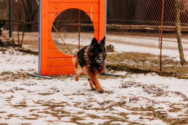 Pies do adopcji, Czartki, 3 lutego 2026 (1/5)