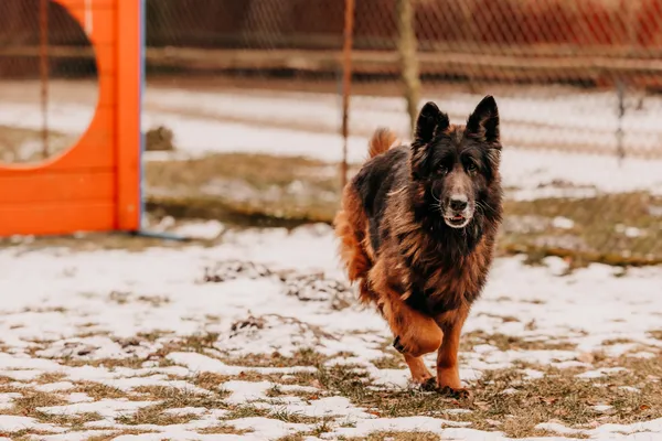 Pies do adopcji, Czartki, 3 lutego 2026 (2/5)