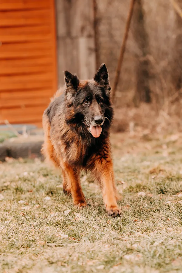 Pies do adopcji, Czartki, 3 lutego 2026 (3/5)