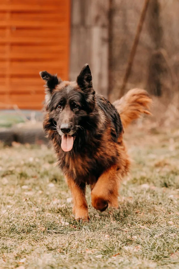 Pies do adopcji, Czartki, 3 lutego 2026 (5/5)