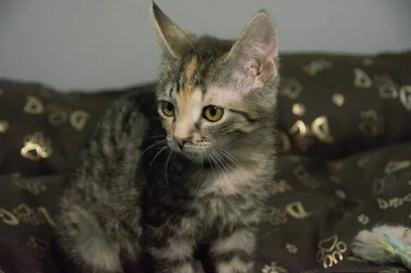 Kot do adopcji, Pionki, 3 lutego 2026 (3/4)