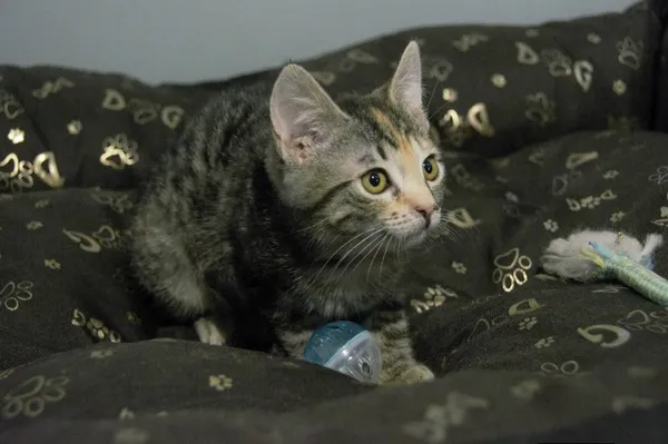 Kot do adopcji, Pionki, 3 lutego 2026 (4/4)