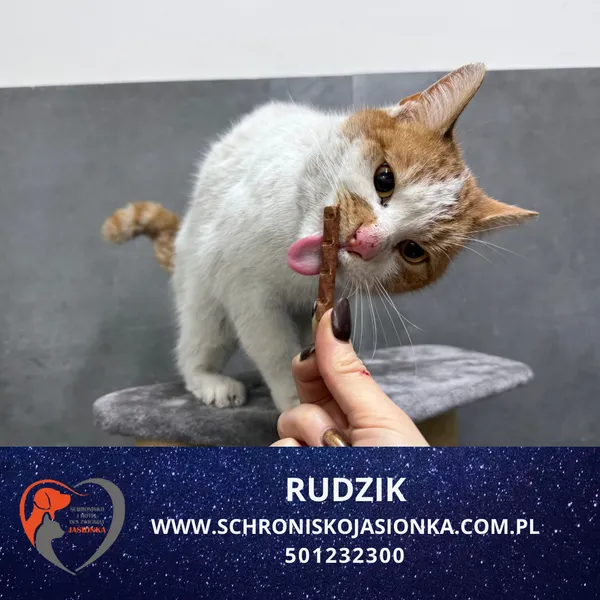 Kot do adopcji, Dębniak, 2 lutego 2026