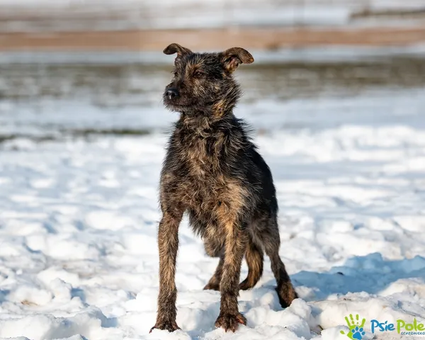 Pies do adopcji, Racławice, 29 stycznia 2026 (1/5)