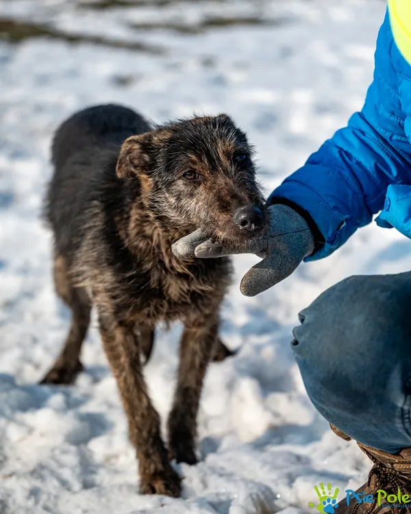 Pies do adopcji, Racławice, 29 stycznia 2026 (2/5)