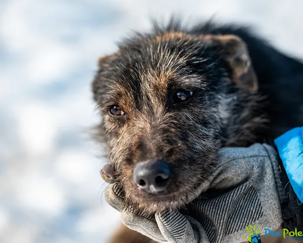 Pies do adopcji, Racławice, 29 stycznia 2026 (3/5)