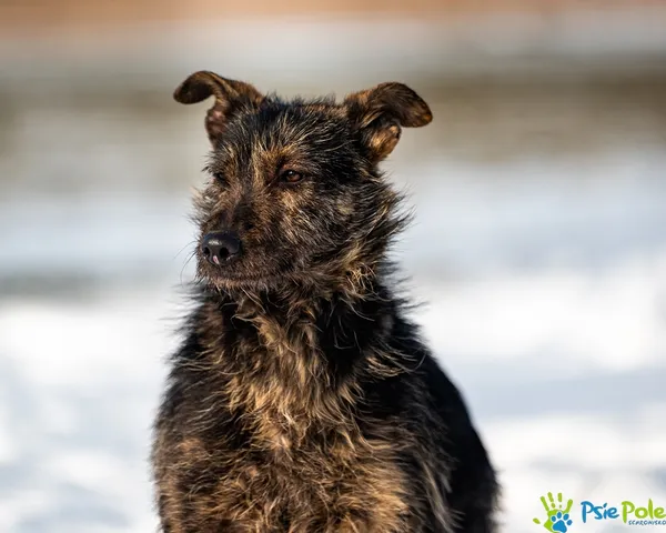 Pies do adopcji, Racławice, 29 stycznia 2026 (4/5)