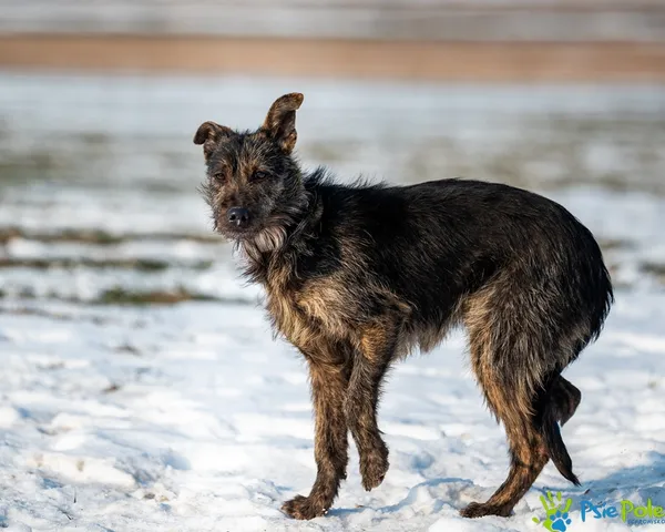 Pies do adopcji, Racławice, 29 stycznia 2026 (5/5)