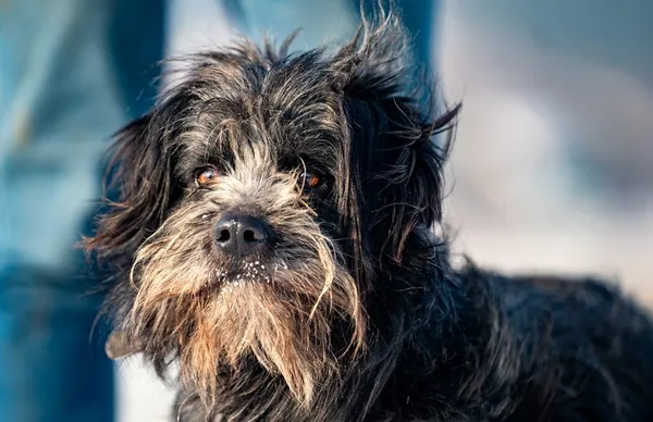 Pies do adopcji, Racławice, 29 stycznia 2026 (1/5)