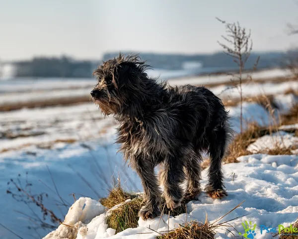 Pies do adopcji, Racławice, 29 stycznia 2026 (2/5)