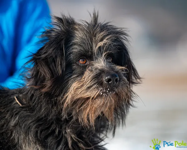 Pies do adopcji, Racławice, 29 stycznia 2026 (3/5)