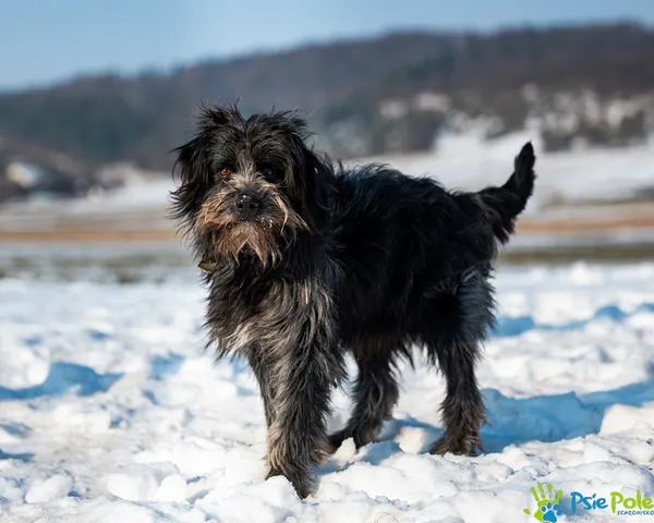Pies do adopcji, Racławice, 29 stycznia 2026 (4/5)