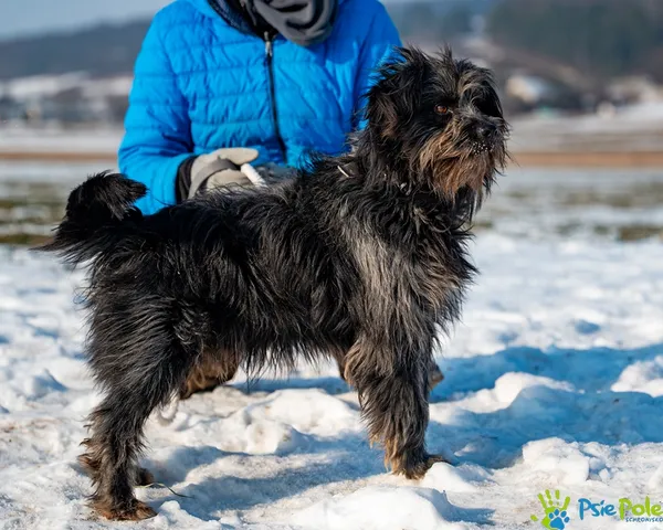 Pies do adopcji, Racławice, 29 stycznia 2026 (5/5)