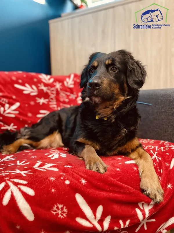 Znaleziono psa, Szczecin, 3 lutego 2026 (2/3)